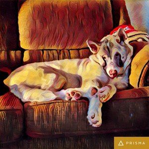 Meet your Posher, Justin